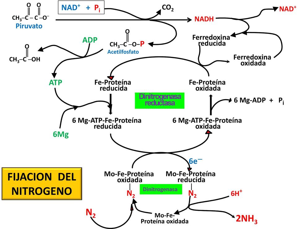 Mg-ADP P i 6Mg 6 Mg-ATP-Fe-Proteína reducida 6 Mg-ATP-Fe-Proteína oxidada FIJACIN DEL NITRGEN