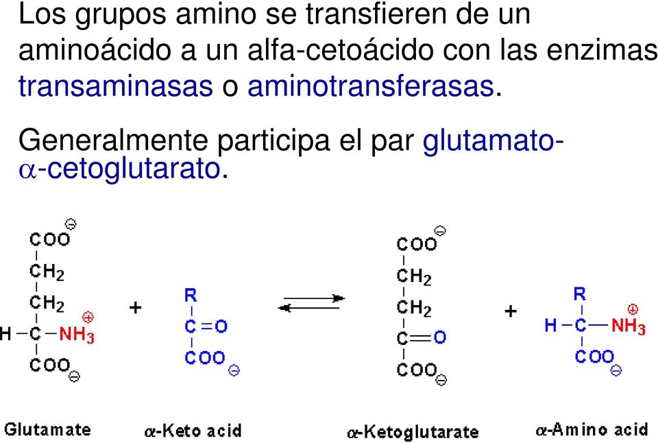 enzimas transaminasas o aminotransferasas.