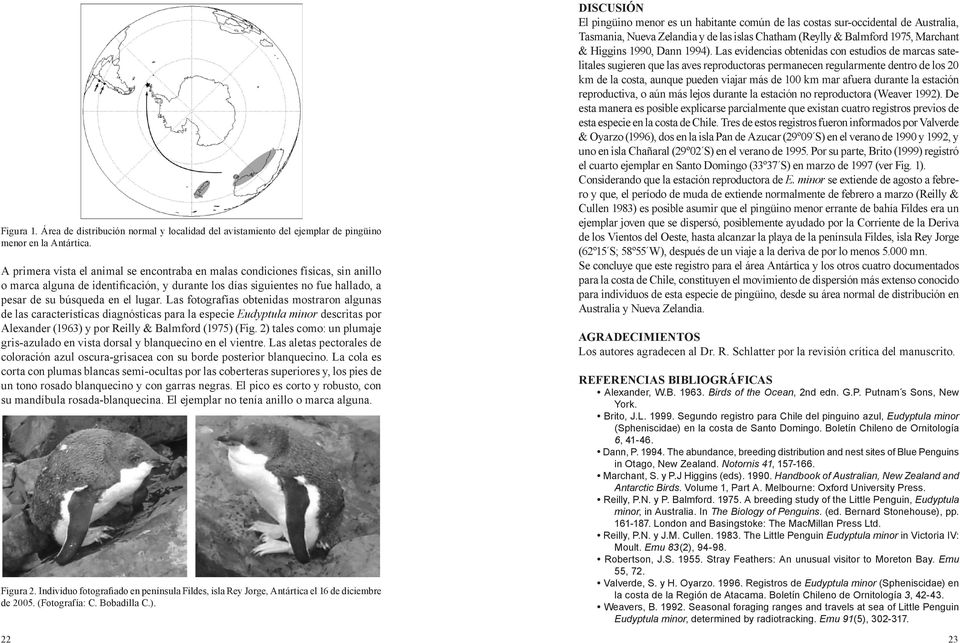 Las fotografías obtenidas mostraron algunas de las características diagnósticas para la especie Eudyptula minor descritas por Alexander (1963) y por Reilly & Balmford (1975) (Fig.