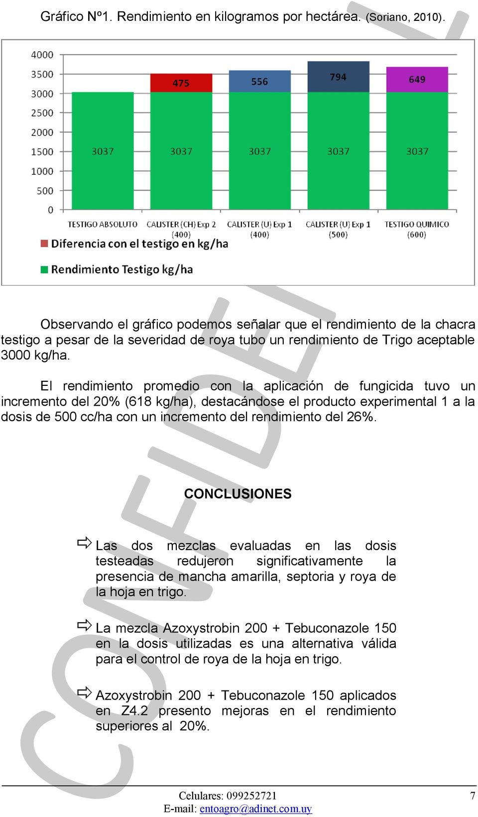 El rendimiento promedio con la aplicación de fungicida tuvo un incremento del 20% (618 kg/ha), destacándose el producto experimental 1 a la dosis de 500 cc/ha con un incremento del rendimiento del