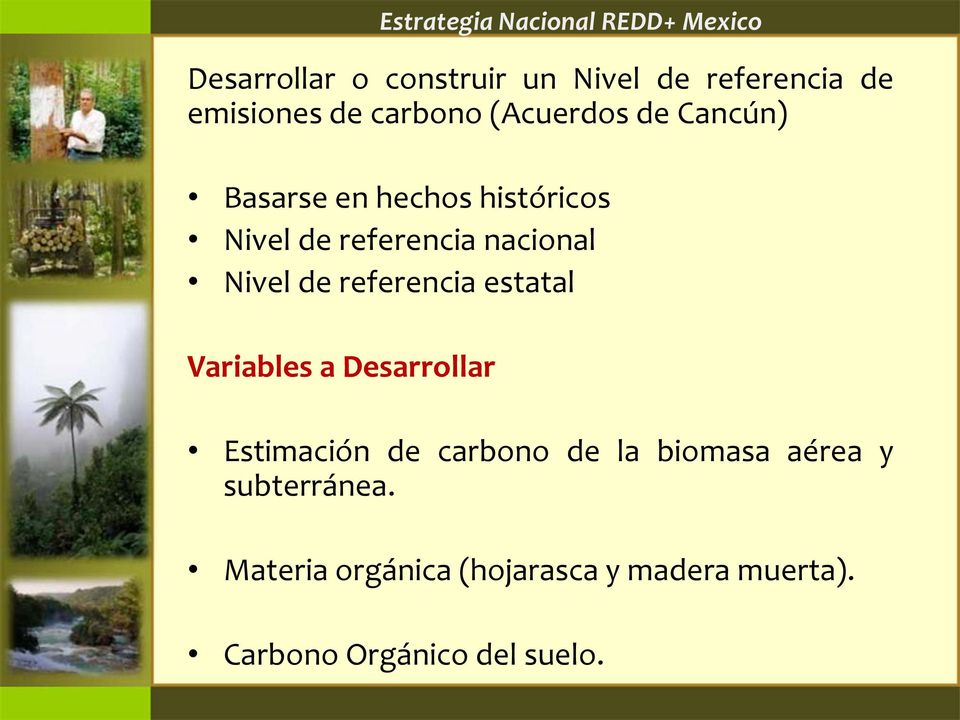nacional Nivel de referencia estatal Variables a Desarrollar Estimación de carbono de la