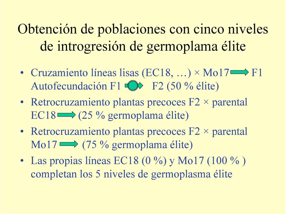 parental EC18 (25 % germoplama élite) Retrocruzamiento plantas precoces F2 parental Mo17 (75 %
