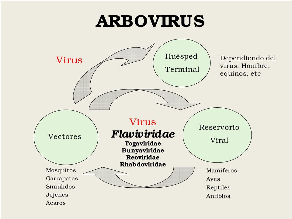 Jejenes Ácaros Virus Flaviviridae Togaviridae Bunyaviridae