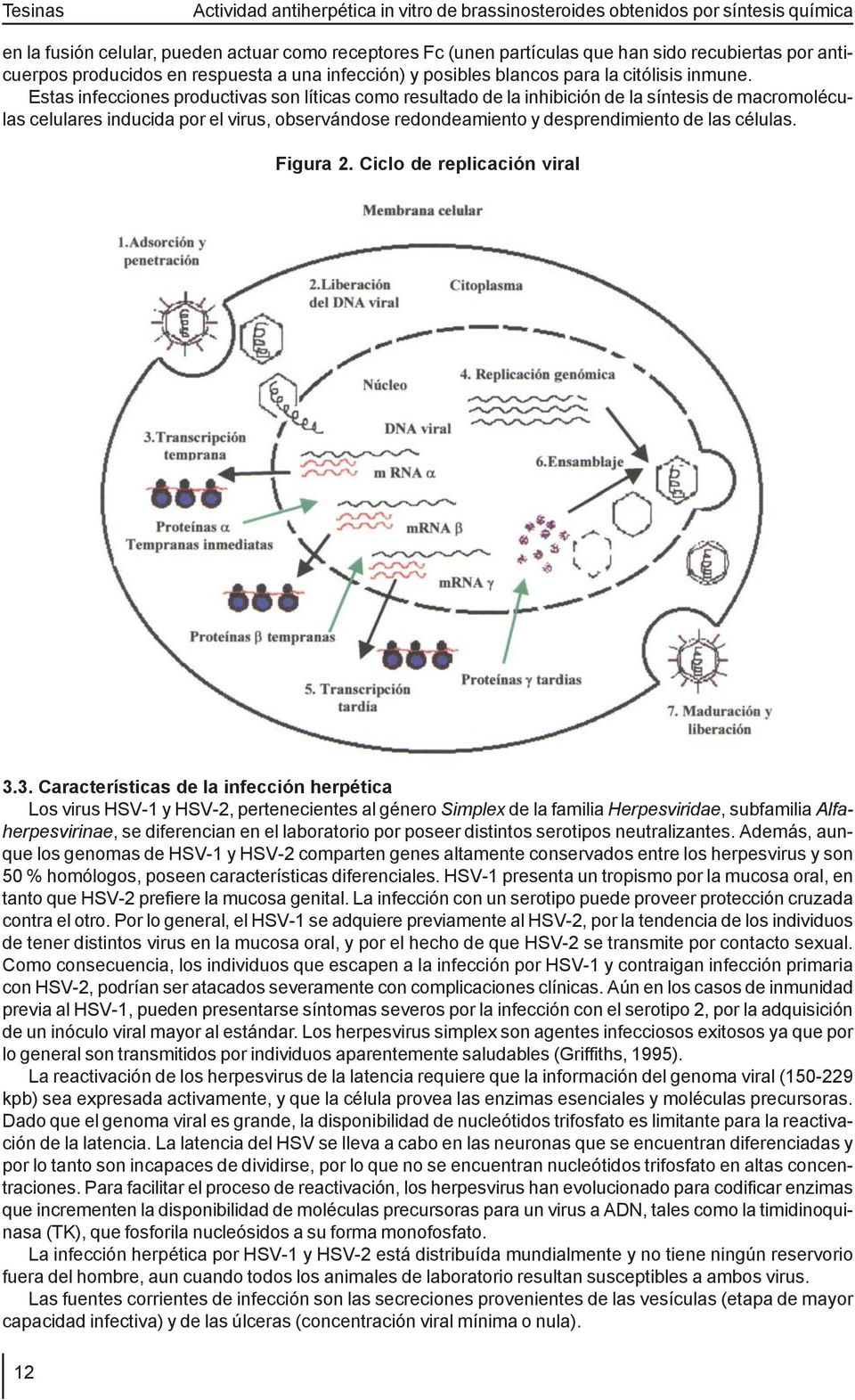 células. Figura 2. Ciclo de replicación viral 3.