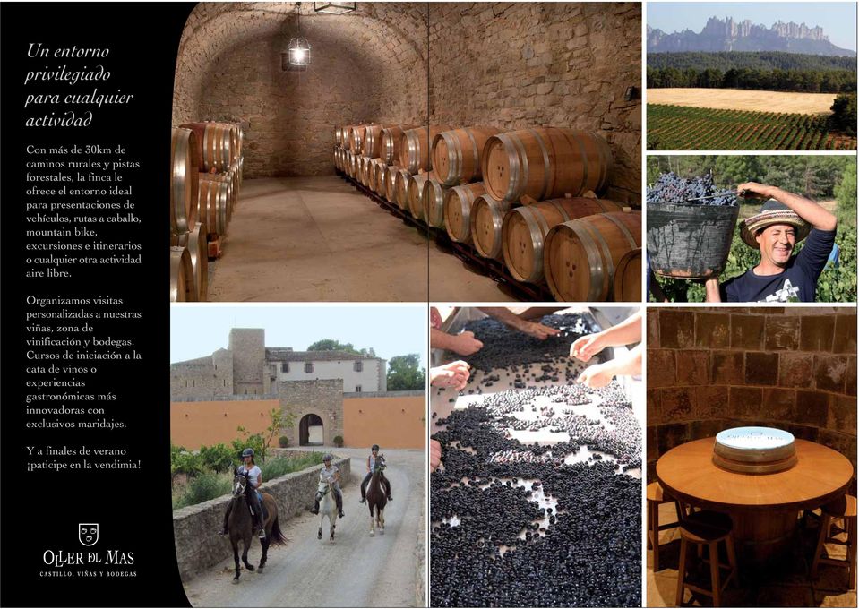 actividad aire libre. Organizamos visitas personalizadas a nuestras viñas, zona de vinificación y bodegas.