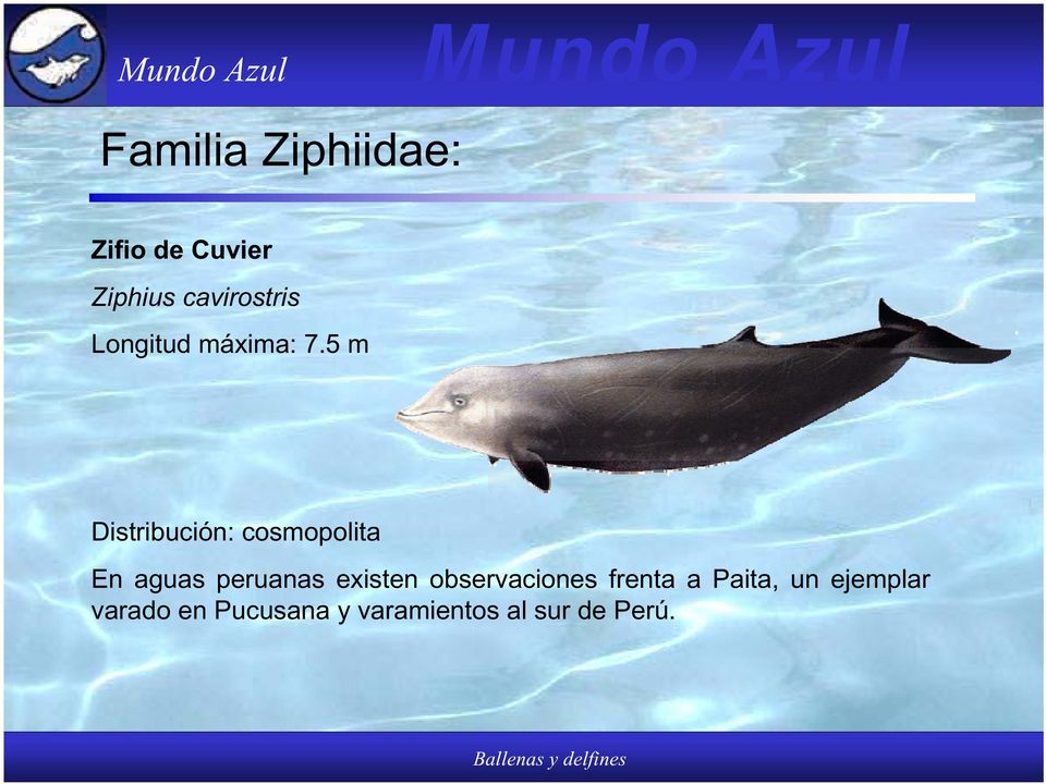 5 m Distribución: cosmopolita En aguas peruanas