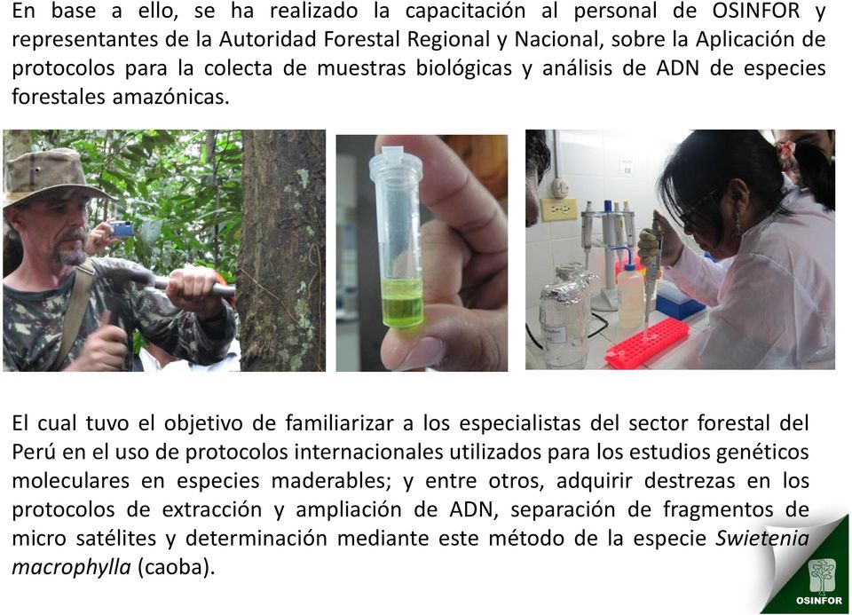 El cual tuvo el objetivo de familiarizar a los especialistas del sector forestal del Perú en el uso de protocolos internacionales utilizados para los estudios genéticos