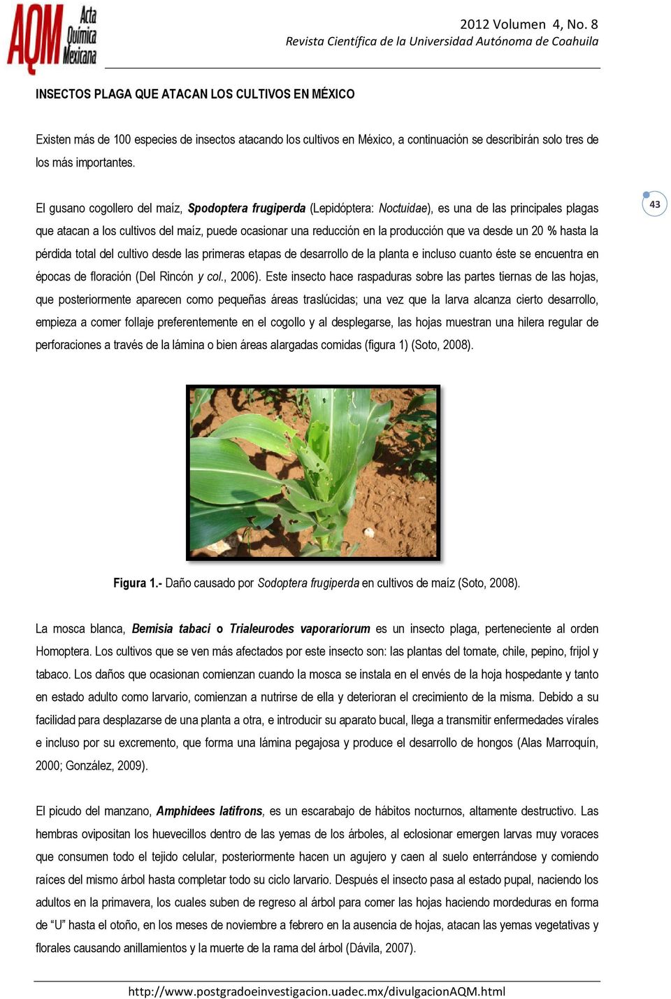 va desde un 20 % hasta la pérdida total del cultivo desde las primeras etapas de desarrollo de la planta e incluso cuanto éste se encuentra en épocas de floración (Del Rincón y col., 2006).