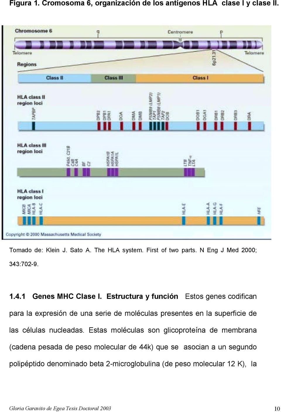 Estructura y función Estos genes codifican para la expresión de una serie de moléculas presentes en la superficie de las células nucleadas.