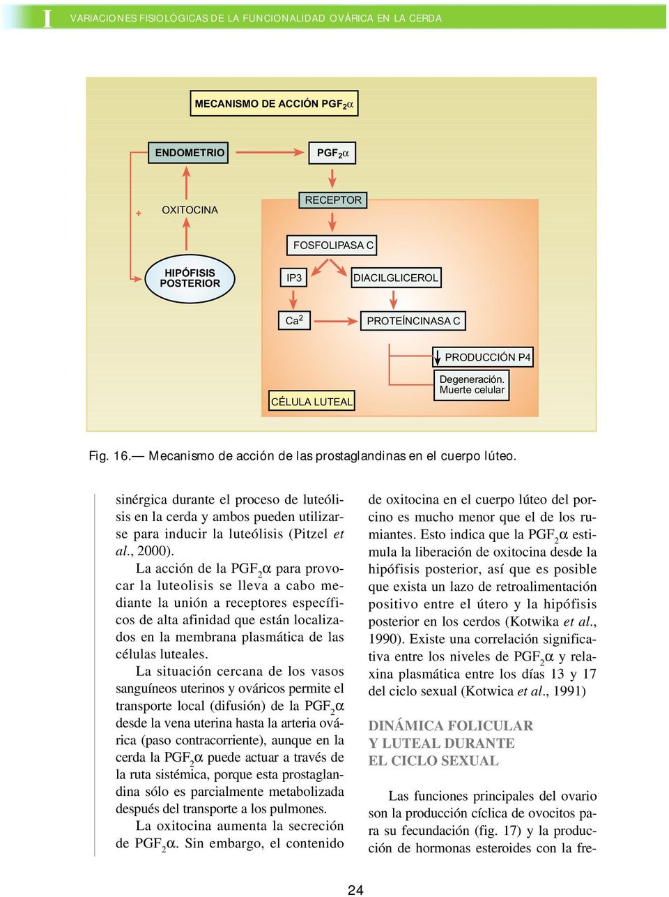 sinérgica durante el proceso de luteólisis en la cerda y ambos pueden utilizarse para inducir la luteólisis (Pitzel et al., 2000).