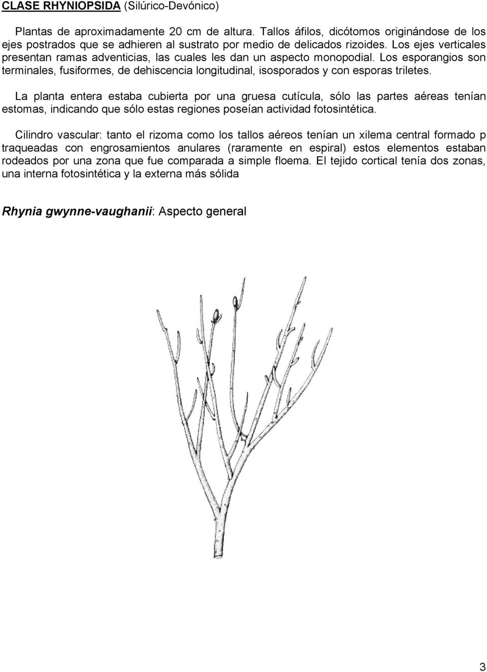 Los ejes verticales presentan ramas adventicias, las cuales les dan un aspecto monopodial. Los esporangios son terminales, fusiformes, de dehiscencia longitudinal, isosporados y con esporas triletes.