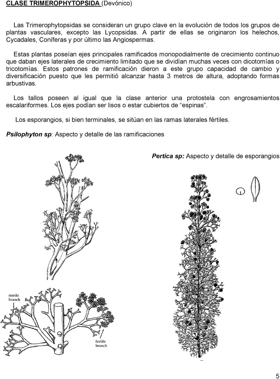 Estas plantas poseían ejes principales ramificados monopodialmente de crecimiento continuo que daban ejes laterales de crecimiento limitado que se dividían muchas veces con dicotomías o tricotomías.