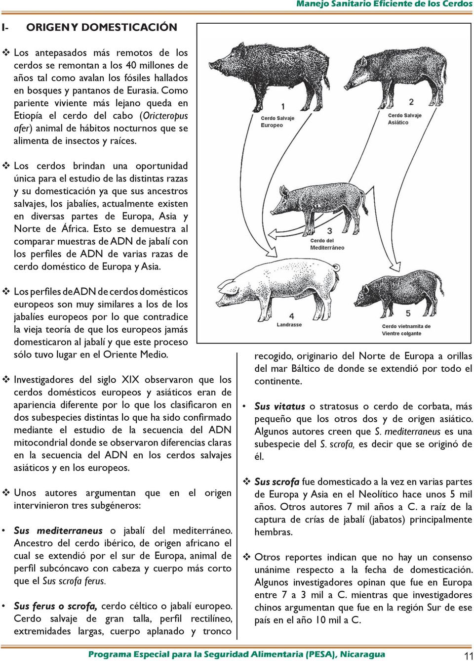 Los cerdos brindan una oportunidad única para el estudio de las distintas razas y su domesticación ya que sus ancestros salvajes, los jabalíes, actualmente existen en diversas partes de Europa, Asia