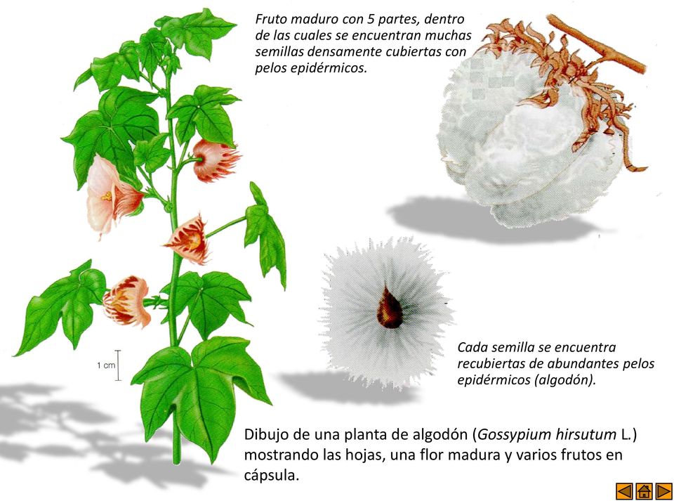 Cada semilla se encuentra recubiertas de abundantes pelos epidérmicos (algodón).