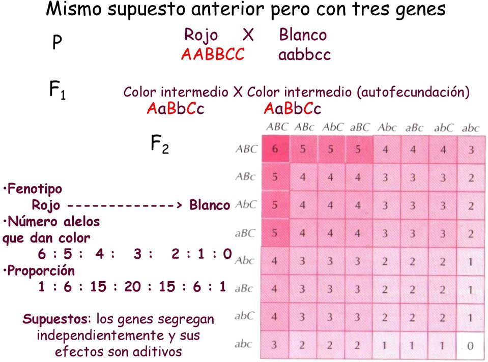 -------------> Blanco Número alelos que dan color 6 : 5 : 4 : 3 : 2 : 1 : 0 Proporción 1