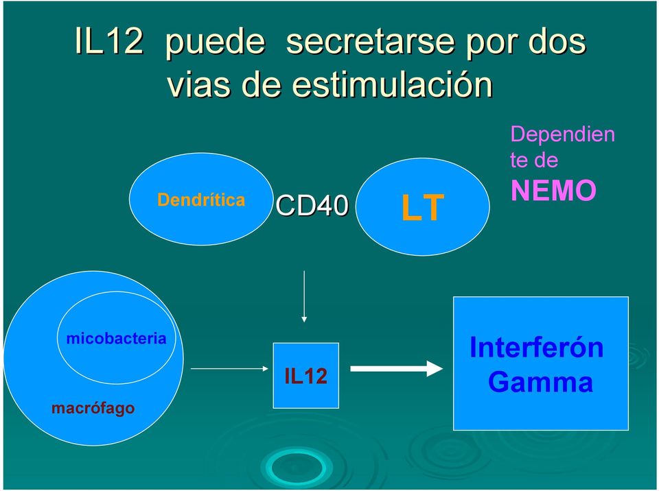 CD40 LT Dependien te de NEMO
