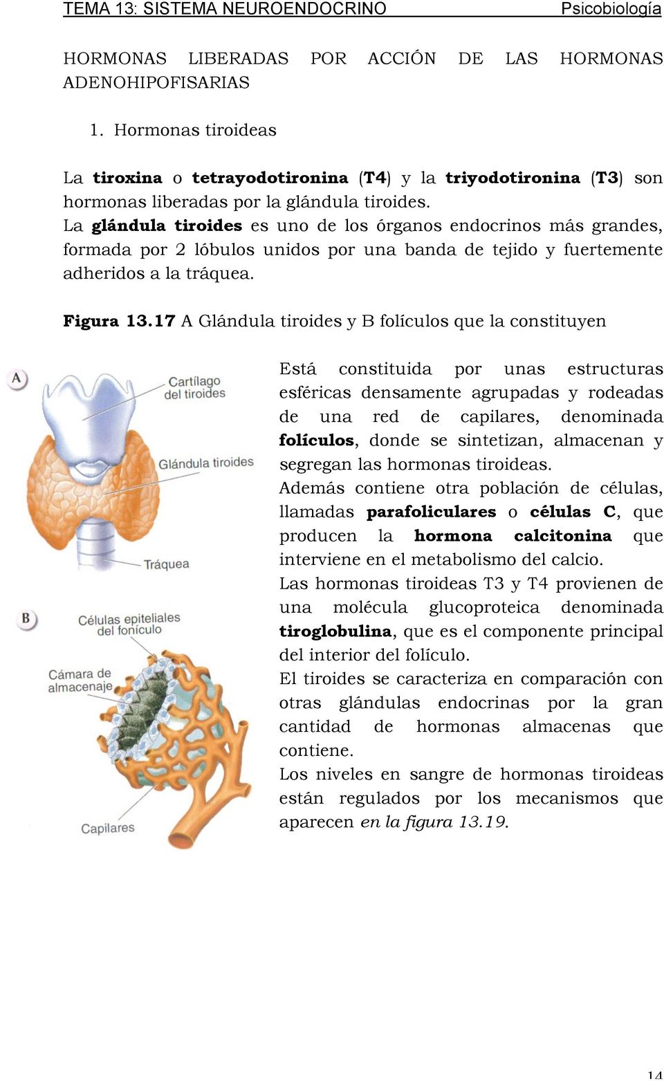 17 A Glándula tiroides y B folículos que la constituyen Está constituida por unas estructuras esféricas densamente agrupadas y rodeadas de una red de capilares, denominada folículos, donde se