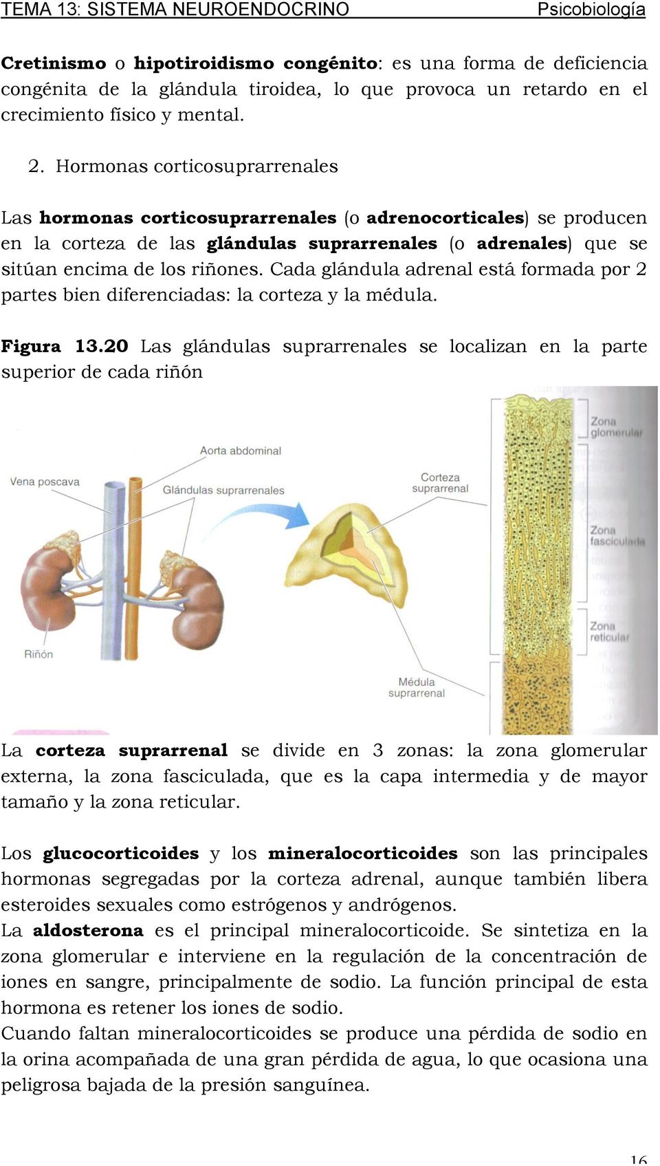 Cada glándula adrenal está formada por 2 partes bien diferenciadas: la corteza y la médula. Figura 13.
