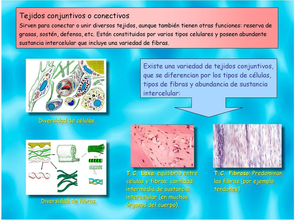 Existe una variedad de tejidos conjuntivos, que se diferencian por los tipos de células, tipos de fibras y abundancia de sustancia intercelular: Diversidad de células