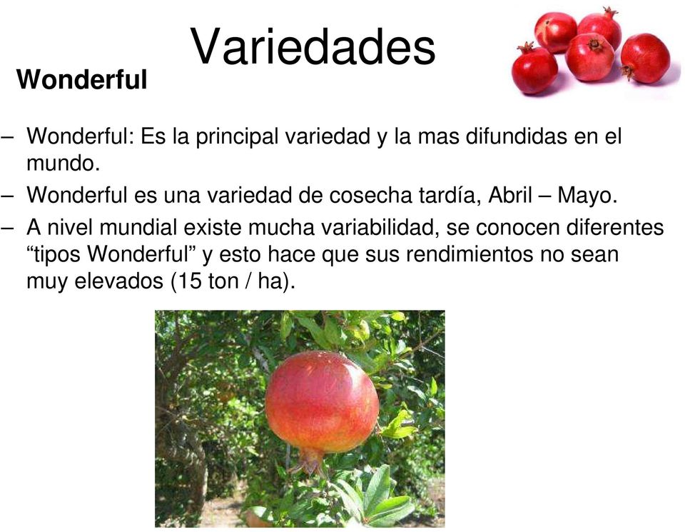 Wonderful es una variedad de cosecha tardía, Abril Mayo.