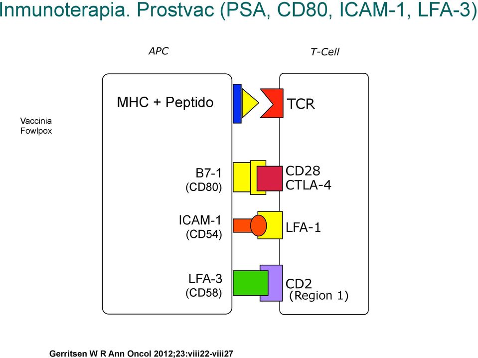 Vaccinia Fowlpox MHC + Peptido TCR B7-1 (CD80) CD28