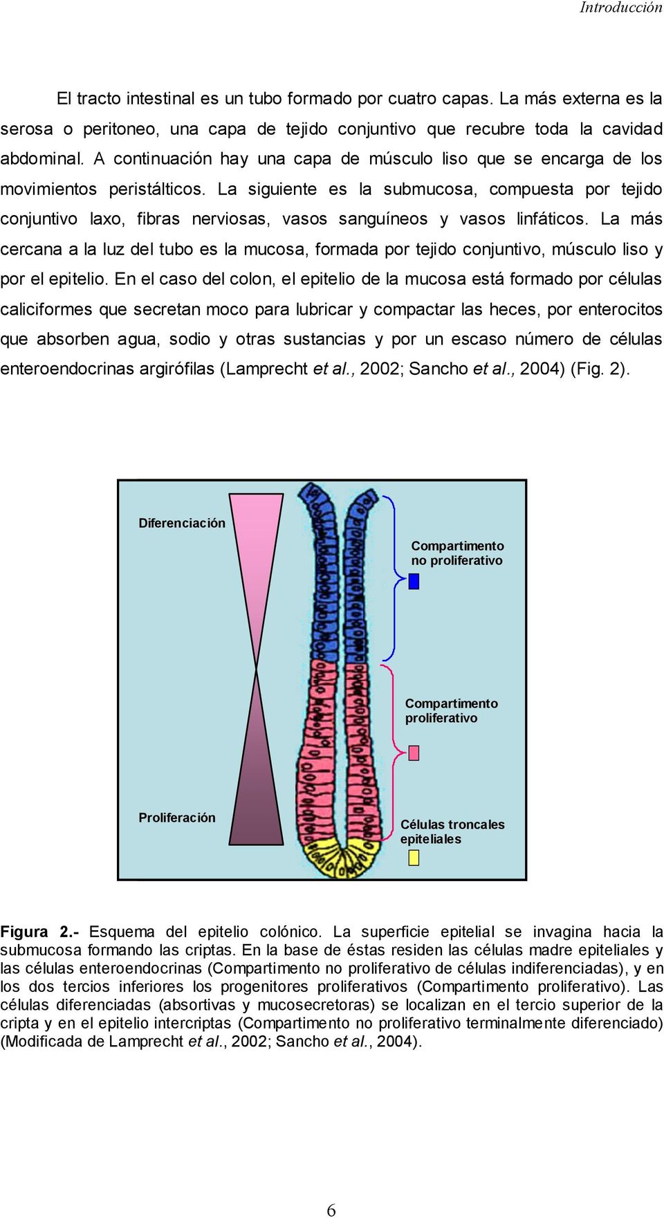 La siguiente es la submucosa, compuesta por tejido conjuntivo laxo, fibras nerviosas, vasos sanguíneos y vasos linfáticos.