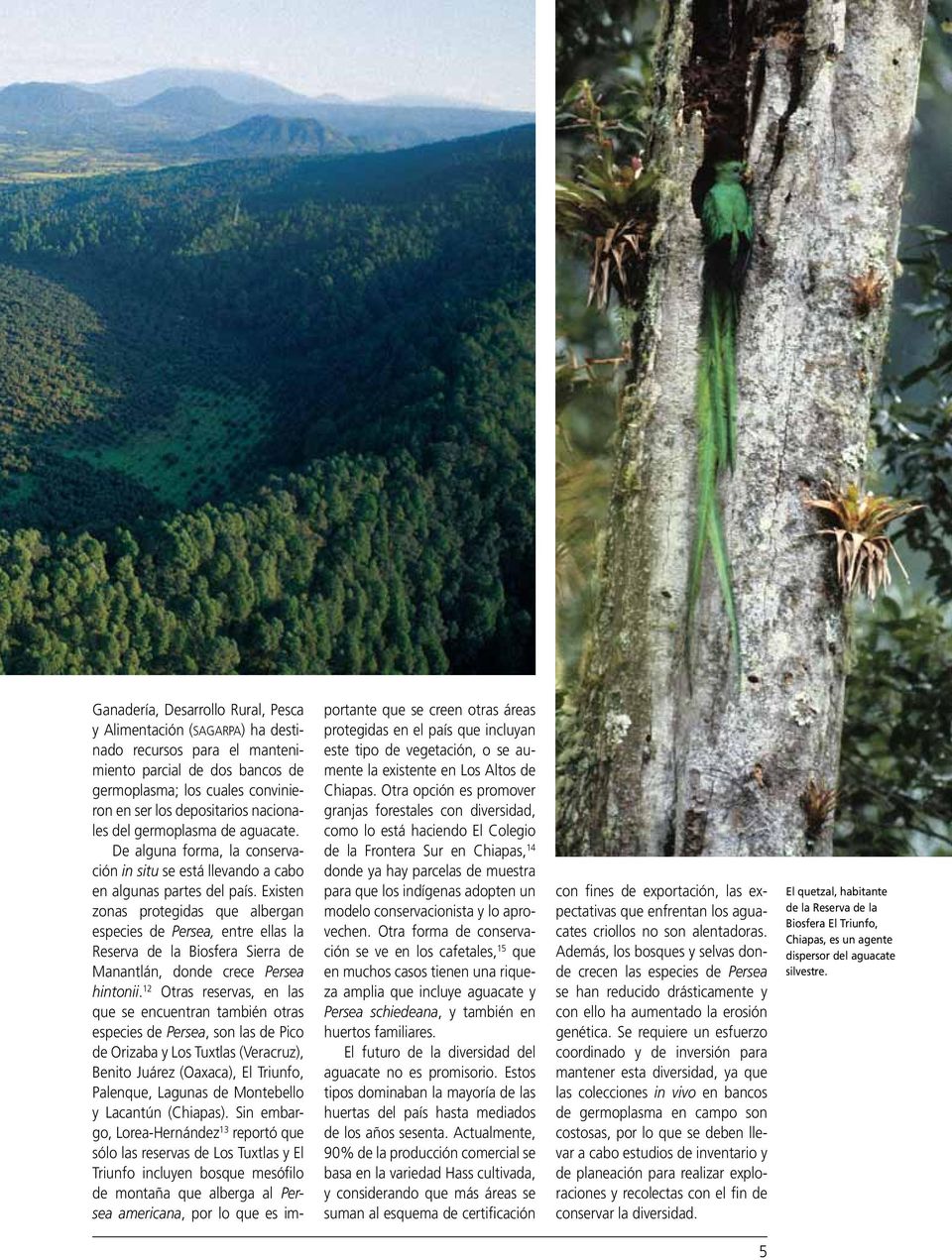 Existen zonas protegidas que albergan especies de Persea, entre ellas la Reserva de la Biosfera Sierra de Manantlán, donde crece Persea hintonii.