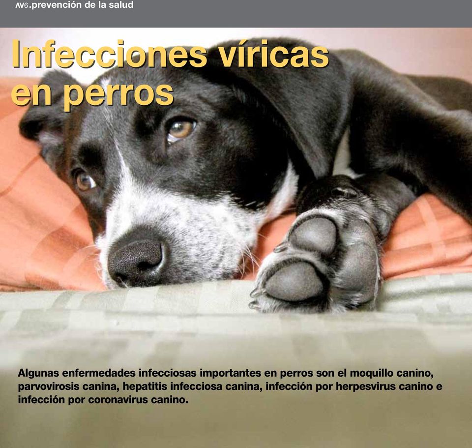 moquillo canino, parvovirosis canina, hepatitis infecciosa