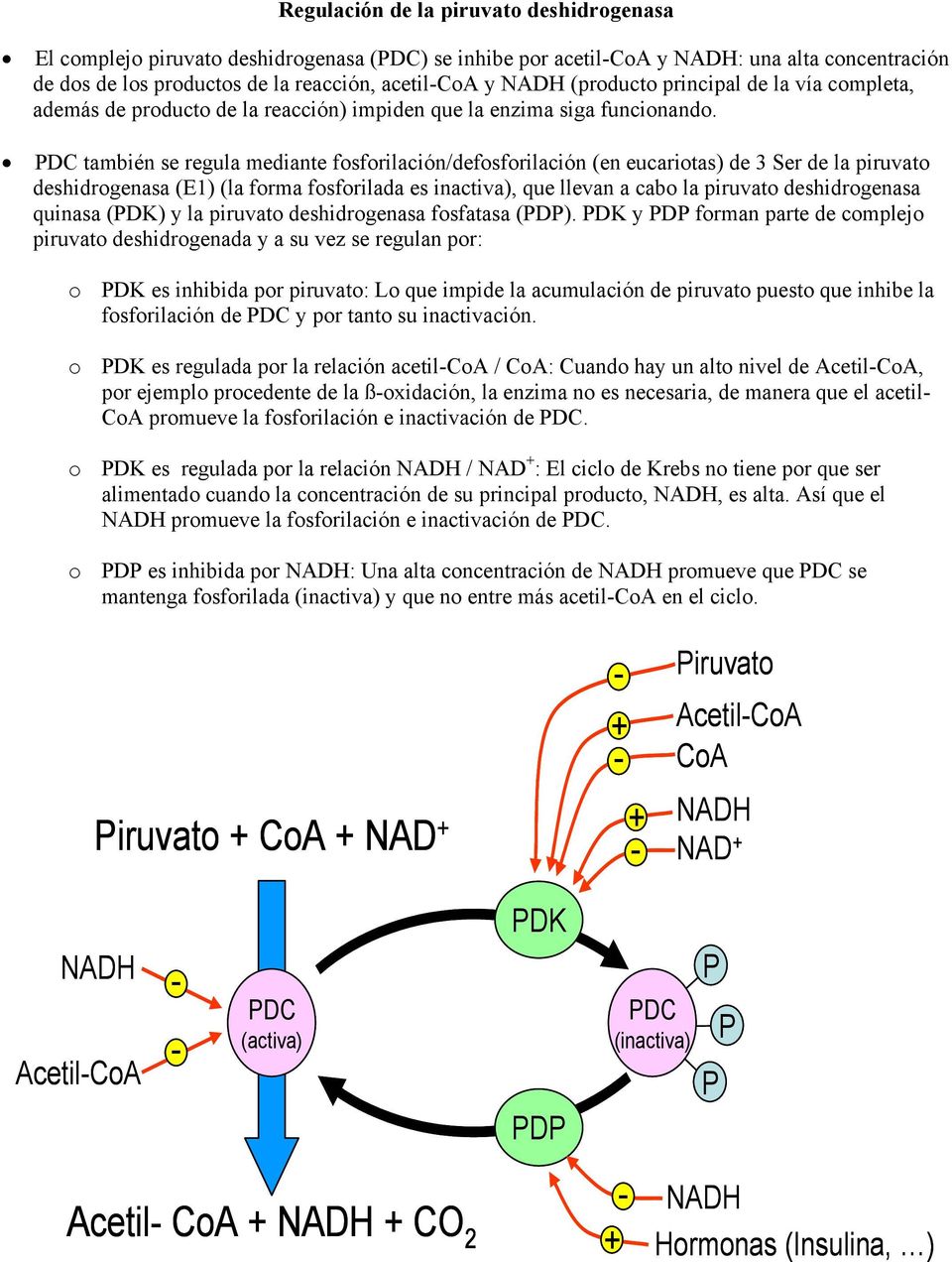 DC también se regula mediante fosforilación/defosforilación (en eucariotas) de 3 Ser de la piruvato deshidrogenasa (E1) (la forma fosforilada es inactiva), que llevan a cabo la piruvato