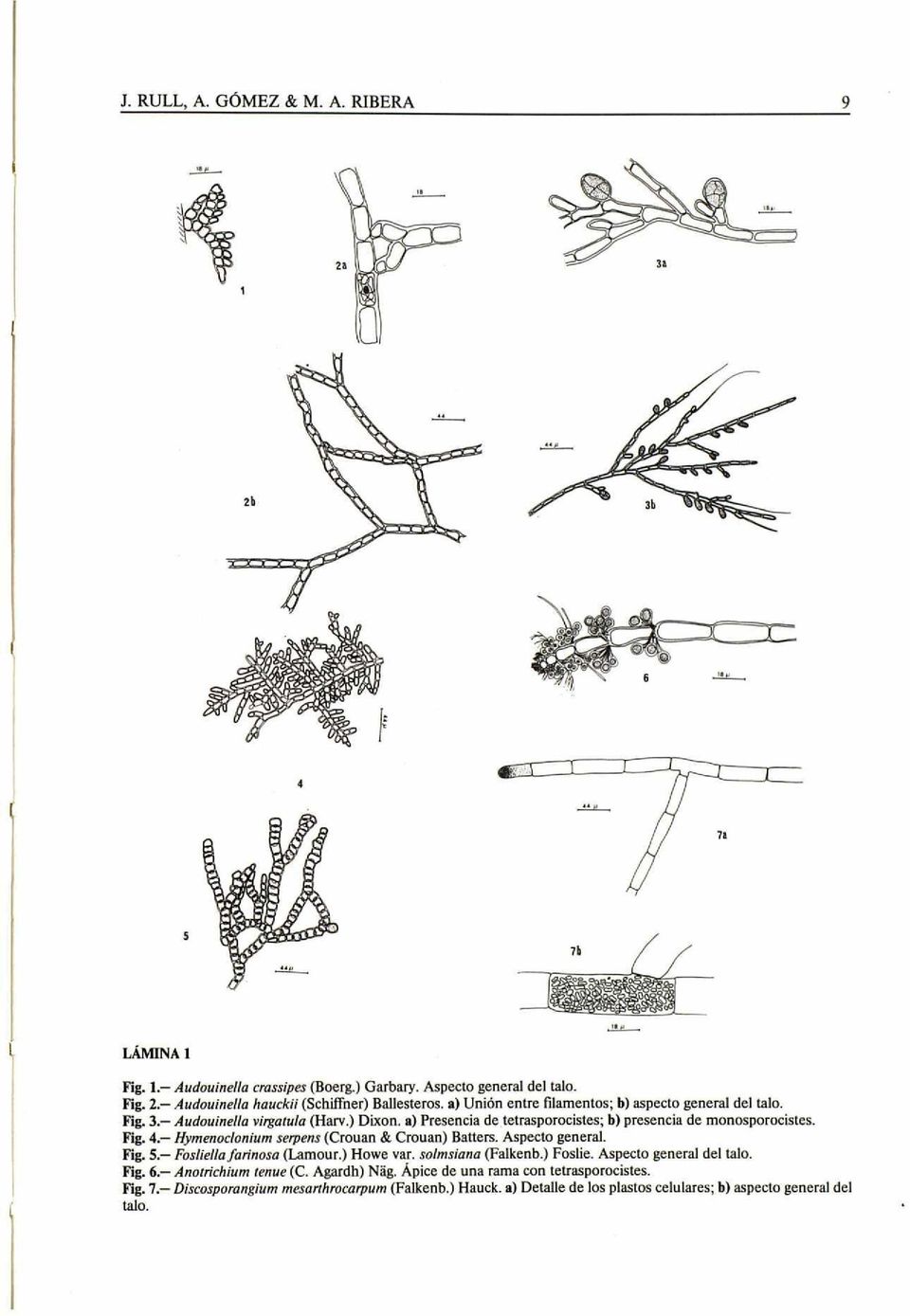 Aspecto general. Fig. 5 Fosliella farinosa (Lamour.) Howe var. solmsiana (Falkenb.) Foslie. Aspecto general del talo. Fig. 6 Anotrichium tenue (C. Agardh) Nág.