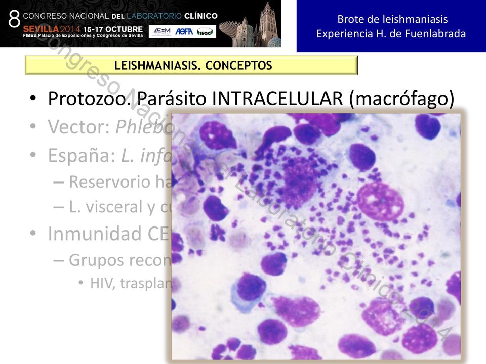 Parásito INTRACELULAR (macrófago) Vector: Phlebotomus (endémico en España) España: L.