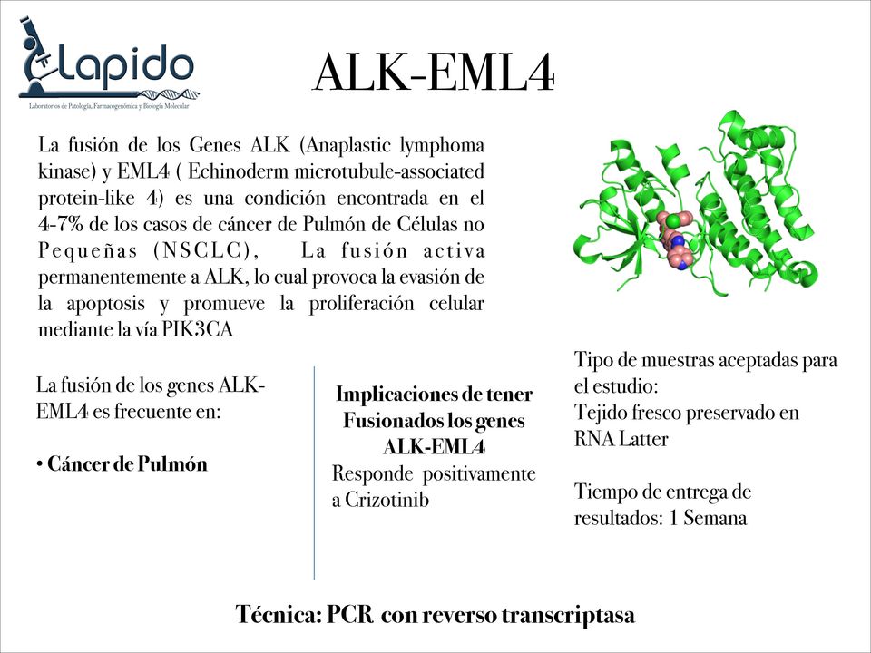 evasión de la apoptosis y promueve la proliferación celular mediante la vía PIK3CA La fusión de los genes ALK- EML4 es frecuente en: Cáncer de Pulmón