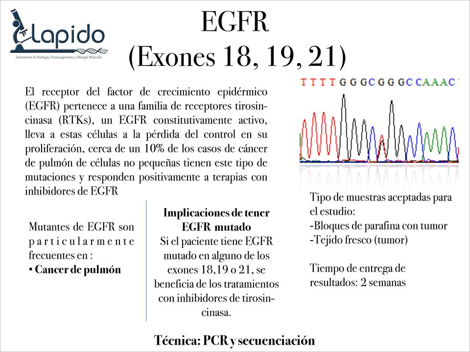 positivamente a terapias con inhibidores de EGFR Mutantes de EGFR son p a r t i c u l a r m e n t e frecuentes en : Cancer de pulmón EGFR mutado Si el paciente tiene EGFR mutado en