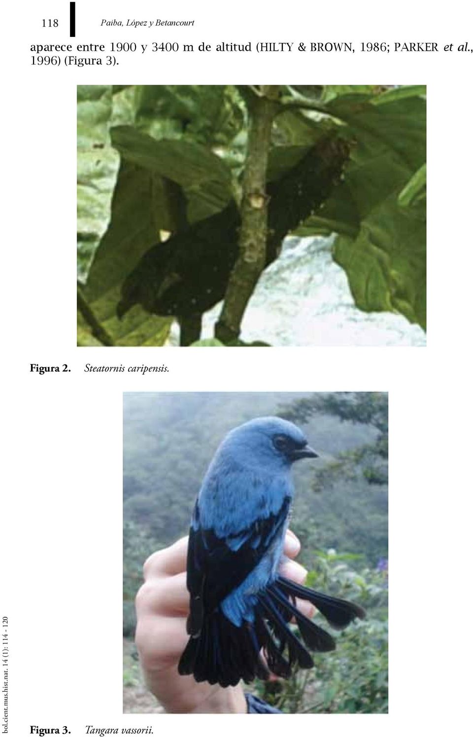 , 1996) (Figura 3). Figura 2. Steatornis caripensis.