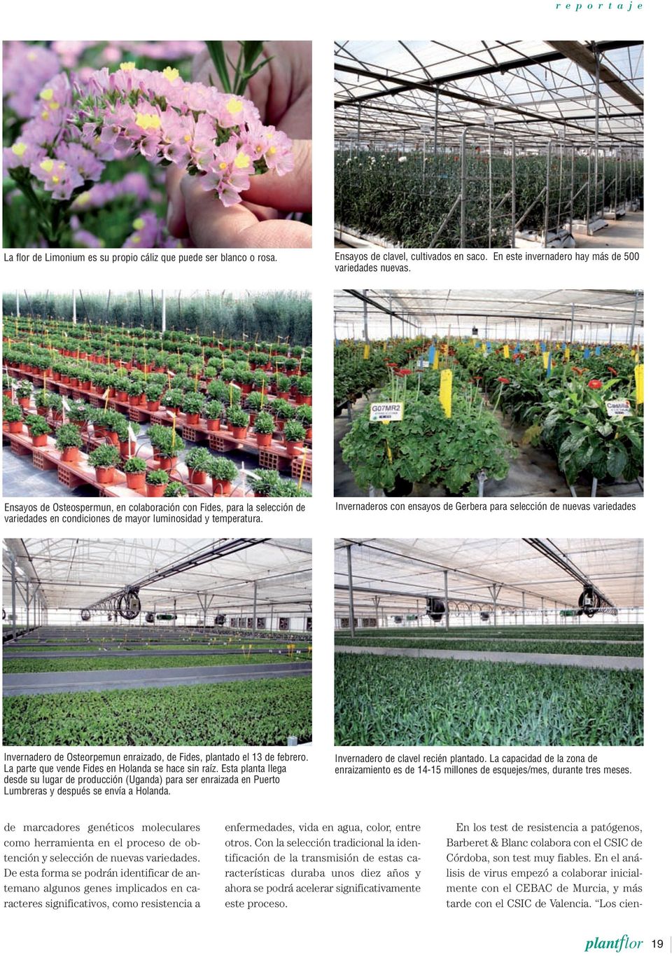 Invernaderos con ensayos de Gerbera para selección de nuevas variedades Invernadero de Osteorpemun enraizado, de Fides, plantado el 13 de febrero. La parte que vende Fides en Holanda se hace sin raíz.