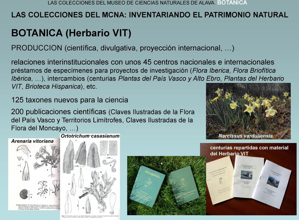 préstamos de especímenes para proyectos de investigación (Flora Iberica, Flora Briofítica Ibérica, ), intercambios (centurias Plantas del País Vasco y Alto Ebro, Plantas del Herbario