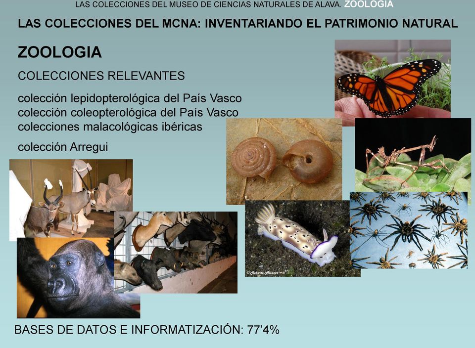 Vasco colección coleopterológica del País Vasco colecciones