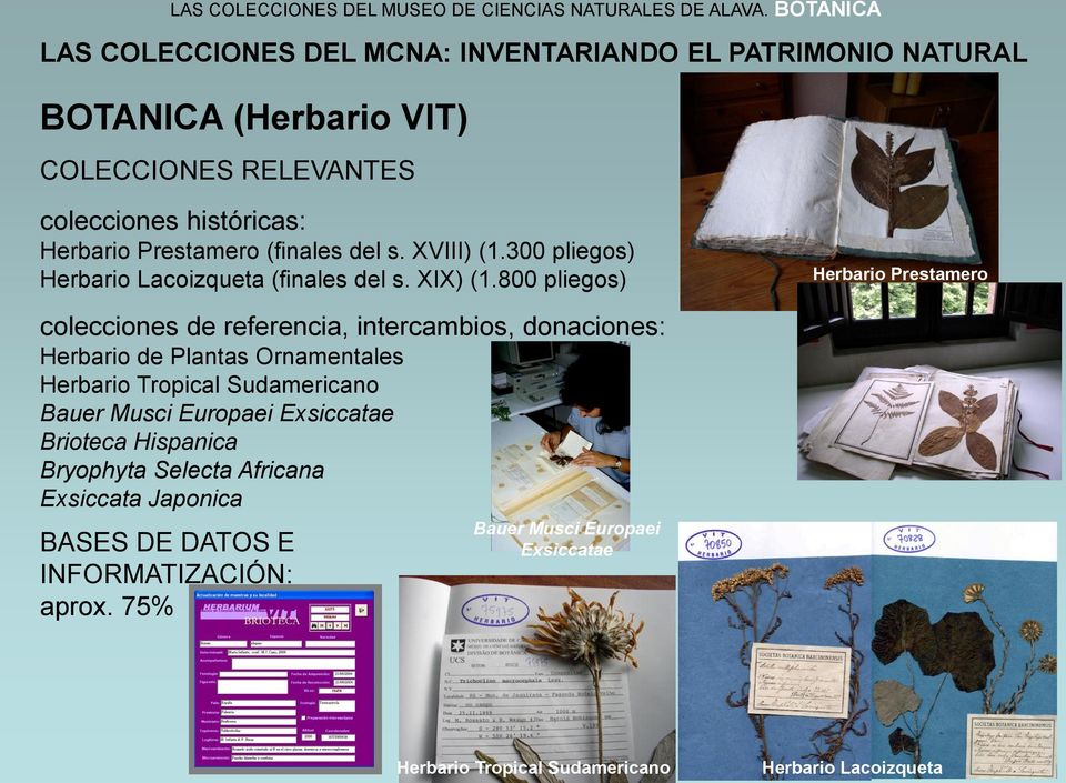 300 pliegos) Herbario Lacoizqueta (finales del s. XIX) (1.