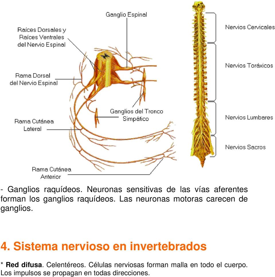 Las neuronas motoras carecen de ganglios. 4.