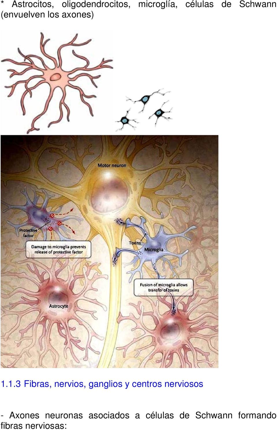1.3 Fibras, nervios, ganglios y centros nerviosos -