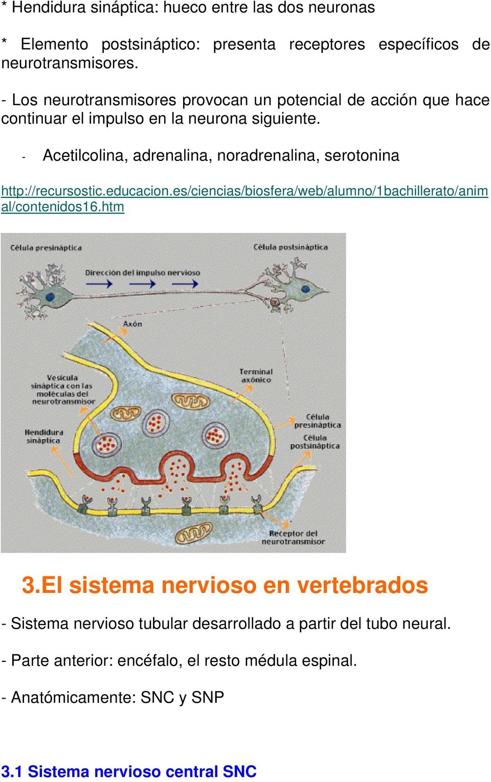 - Acetilcolina, adrenalina, noradrenalina, serotonina http://recursostic.educacion.es/ciencias/biosfera/web/alumno/1bachillerato/anim al/contenidos16.