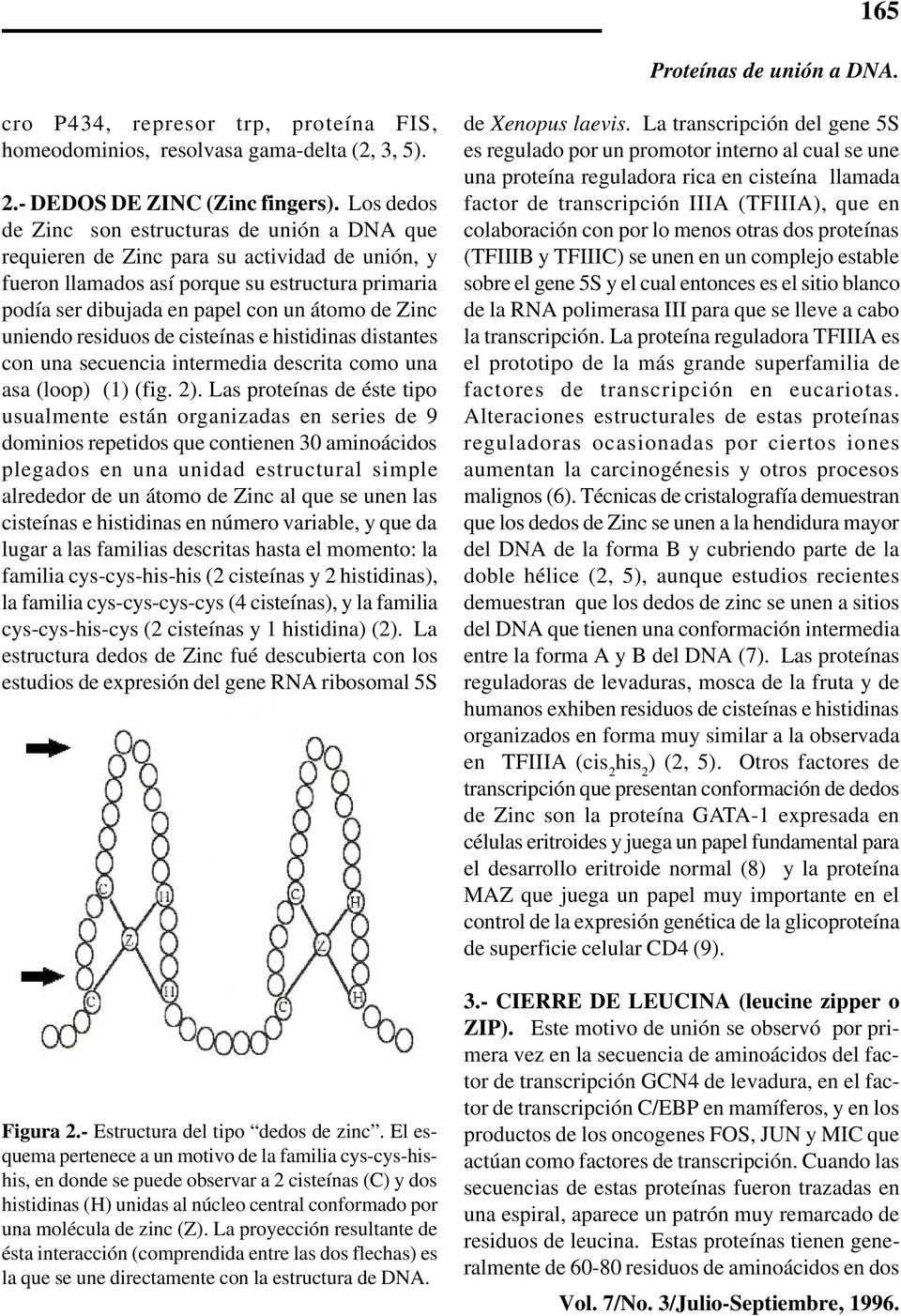 uniendo residuos de cisteínas e histidinas distantes con una secuencia intermedia descrita como una asa (loop) (1) (fig. 2).