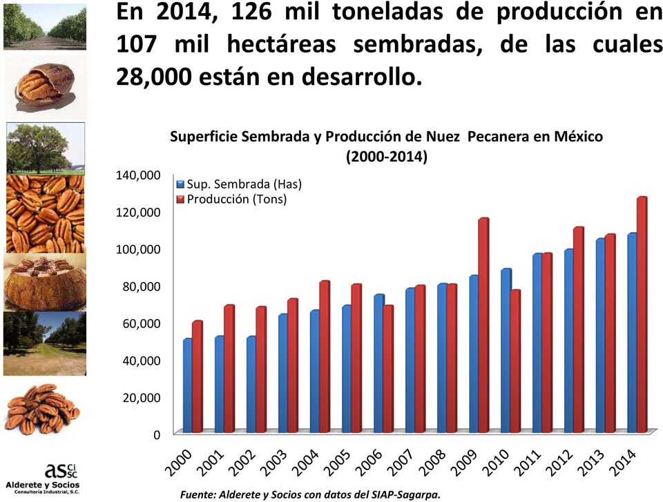 140,000 120,000 Superficie Sembrada y Producción de Nuez Pecanera en México