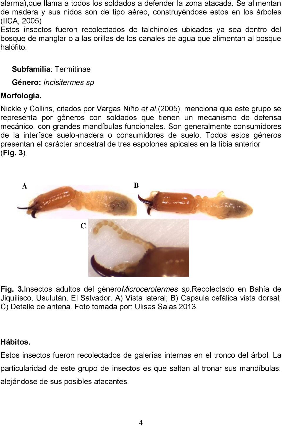 a las orillas de los canales de agua que alimentan al bosque halófito. Subfamilia: Termitinae Género: Incisitermes sp Nickle y Collins, citados por Vargas Niño et al.