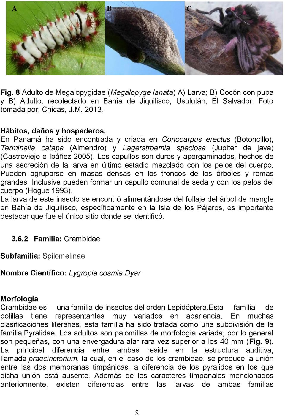 En Panamá ha sido encontrada y criada en Conocarpus erectus (Botoncillo), Terminalia catapa (Almendro) y Lagerstroemia speciosa (Jupiter de java) (Castroviejo e Ibáñez 2005).