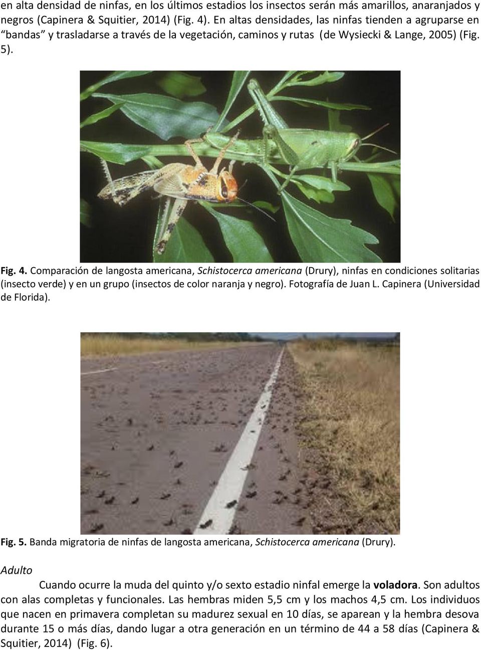 Comparación de langosta americana, Schistocerca americana (Drury), ninfas en condiciones solitarias (insecto verde) y en un grupo (insectos de color naranja y negro). Fotografía de Juan L.