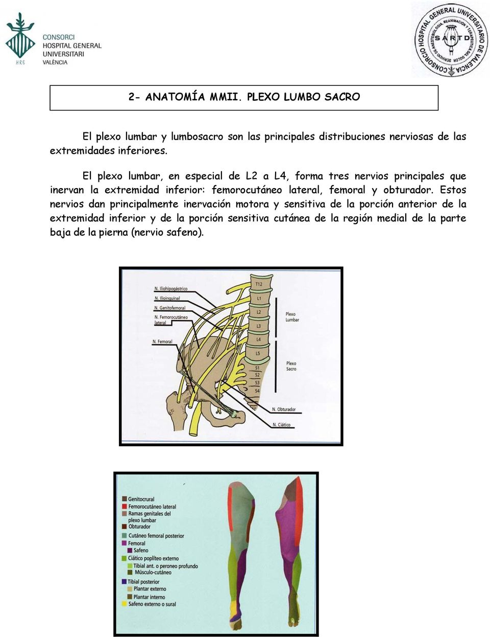 El plexo lumbar, en especial de L2 a L4, forma tres nervios principales que inervan la extremidad inferior: femorocutáneo