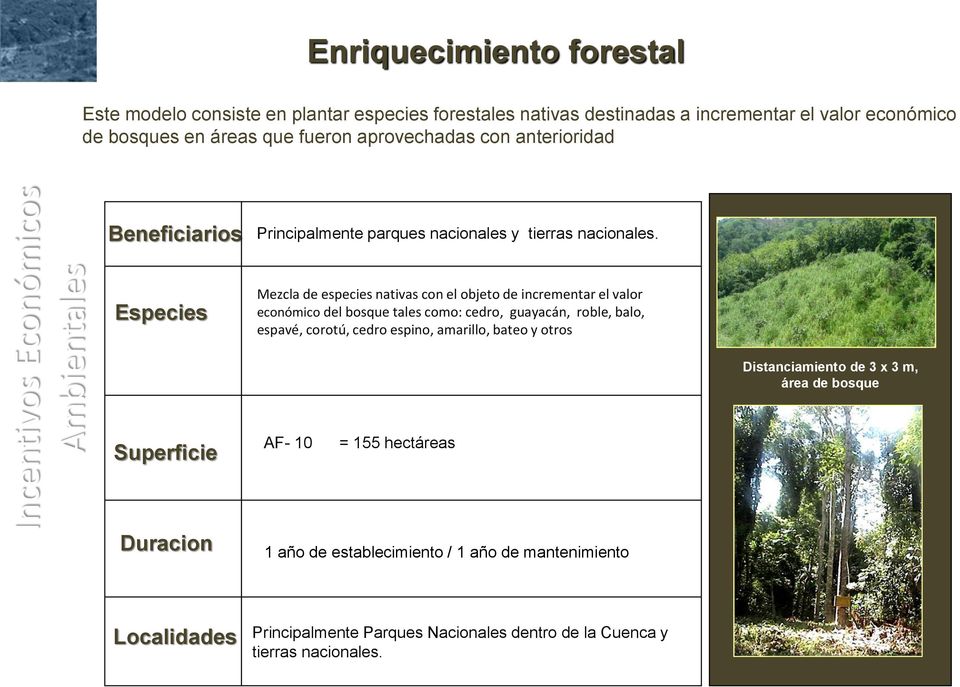 Especies Mezcla de especies nativas con el objeto de incrementar el valor económico del bosque tales como: cedro, guayacán, roble, balo, espavé, corotú, cedro espino, amarillo,