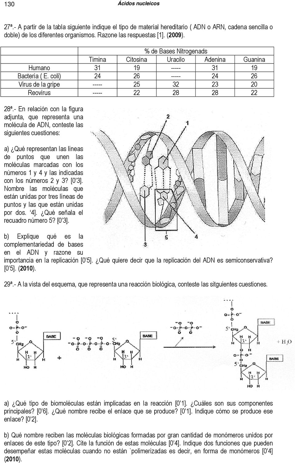 - En relación con la figura adjunta, que representa una molécula de ADN, conteste las siguientes cuestiones: a) Qué representan las líneas de puntos que unen las moléculas marcadas con los números 1