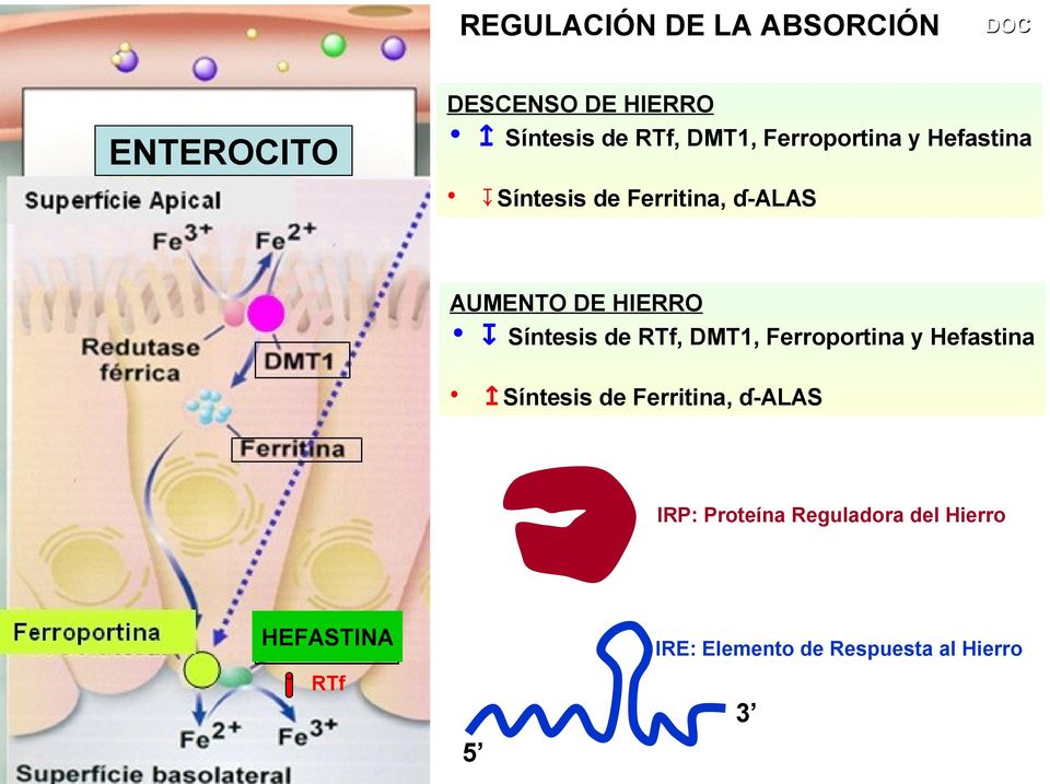 Síntesis de RTf, DMT1, Ferroportina y Hefastina Síntesis de Ferritina, ɗ-alas